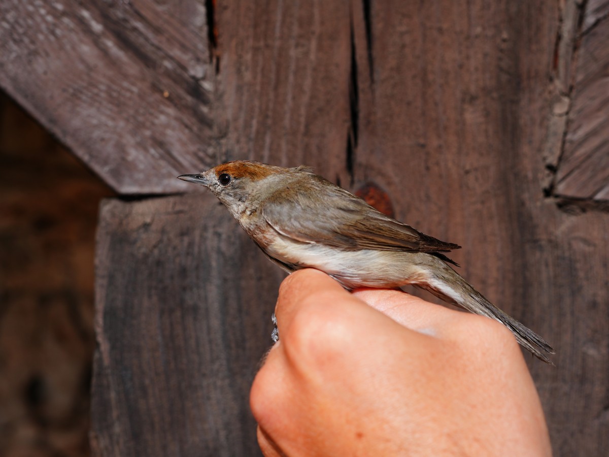 Eurasian Blackcap - ML616151541