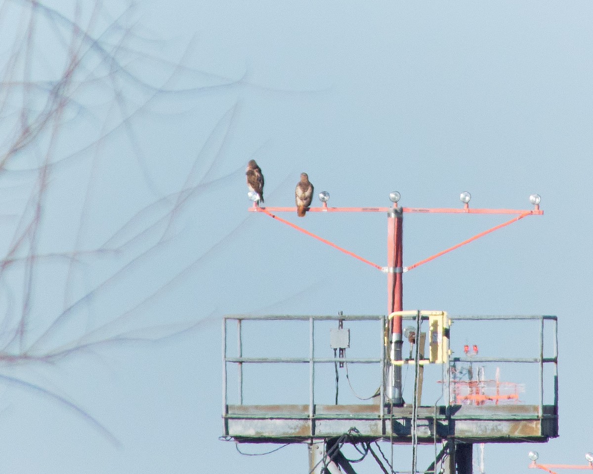 Red-tailed Hawk - ML616151577