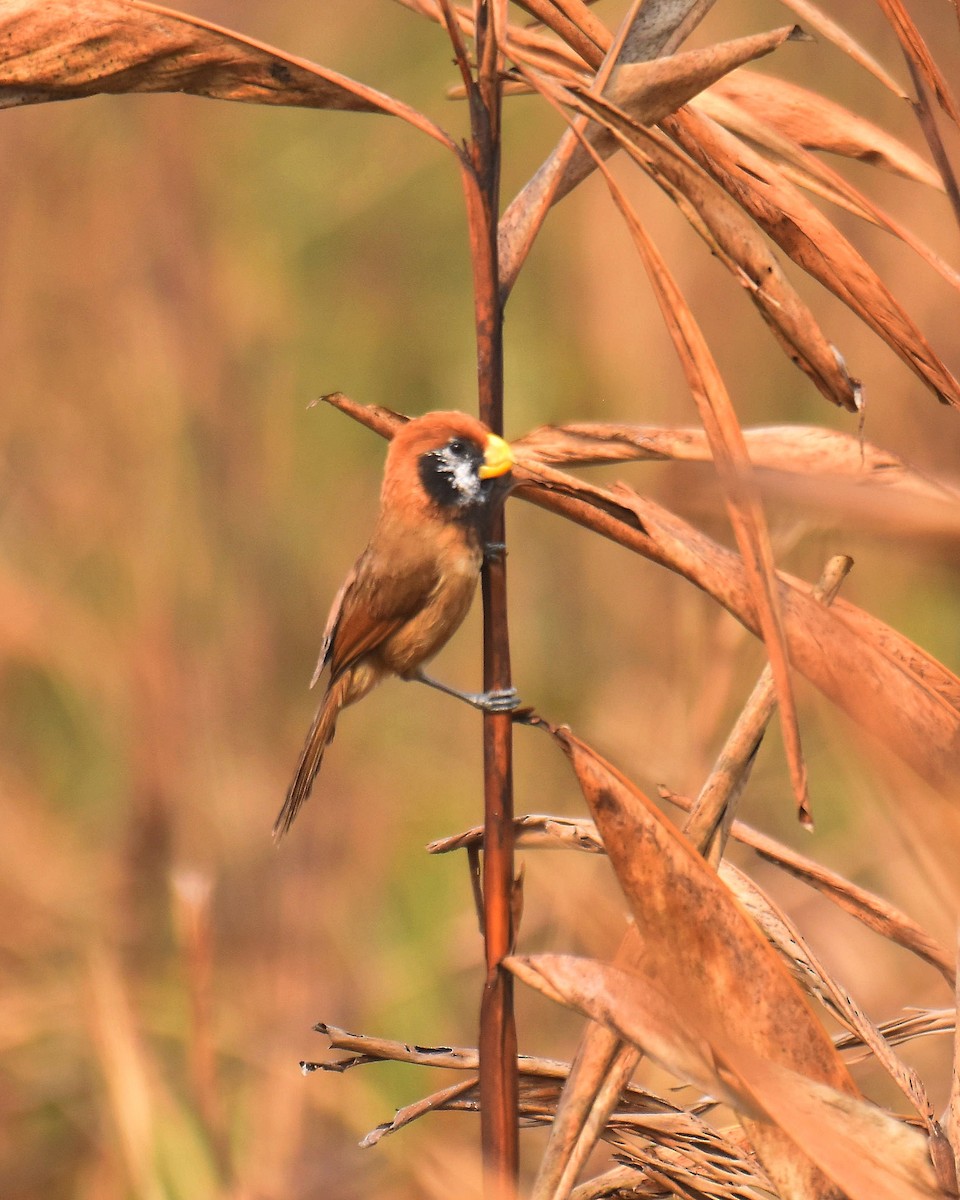 Black-breasted Parrotbill - Partha Saradhi Allam