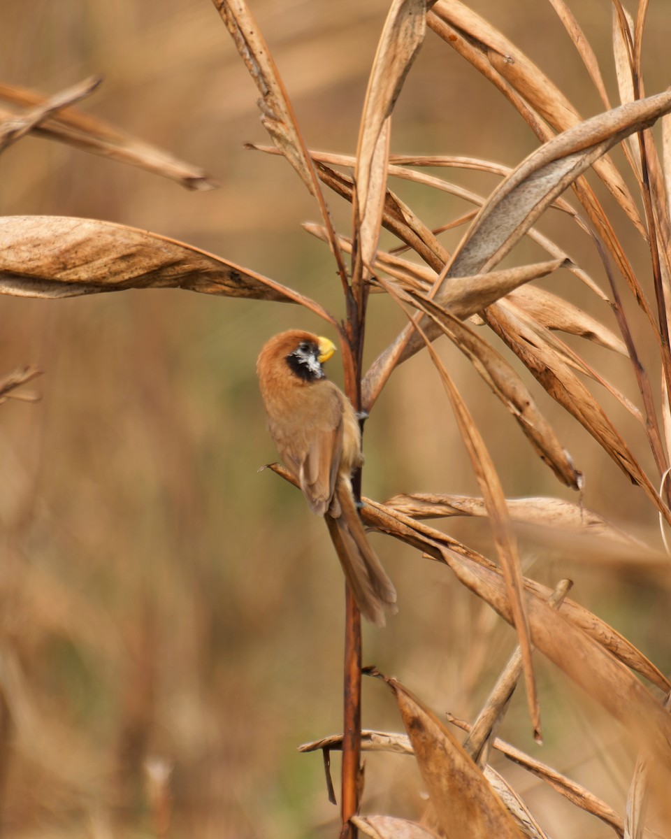 Black-breasted Parrotbill - Partha Saradhi Allam