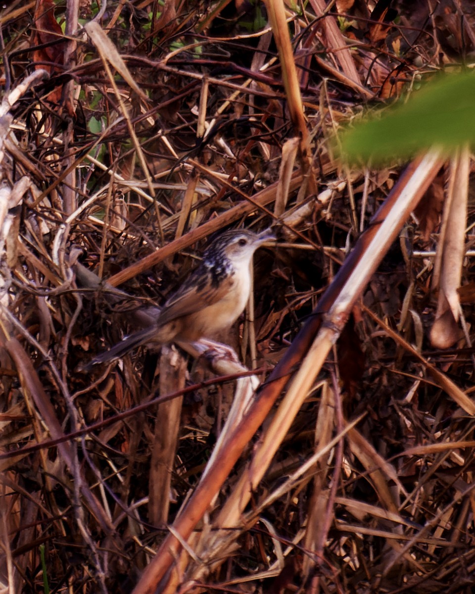 Indian Grassbird - ML616151604