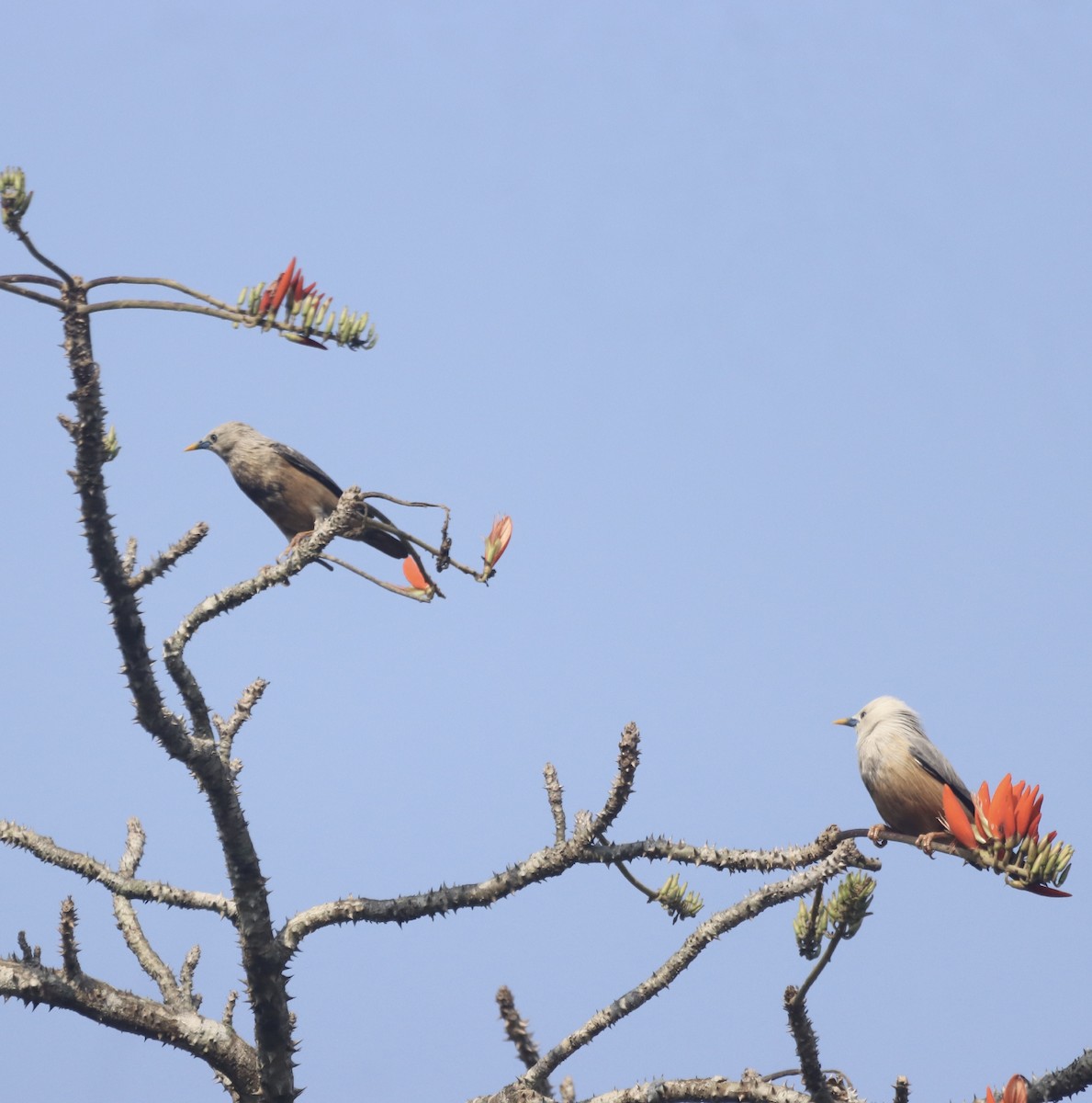 Chestnut-tailed Starling - ML616151613