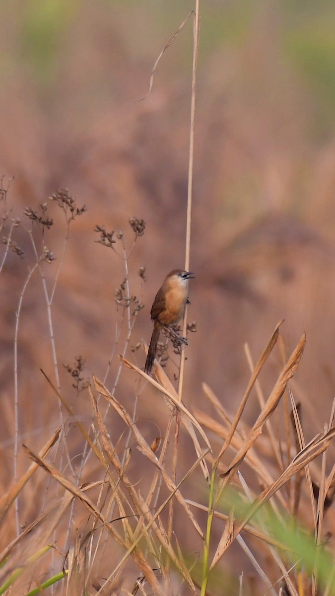 Slender-billed Babbler - Partha Saradhi Allam