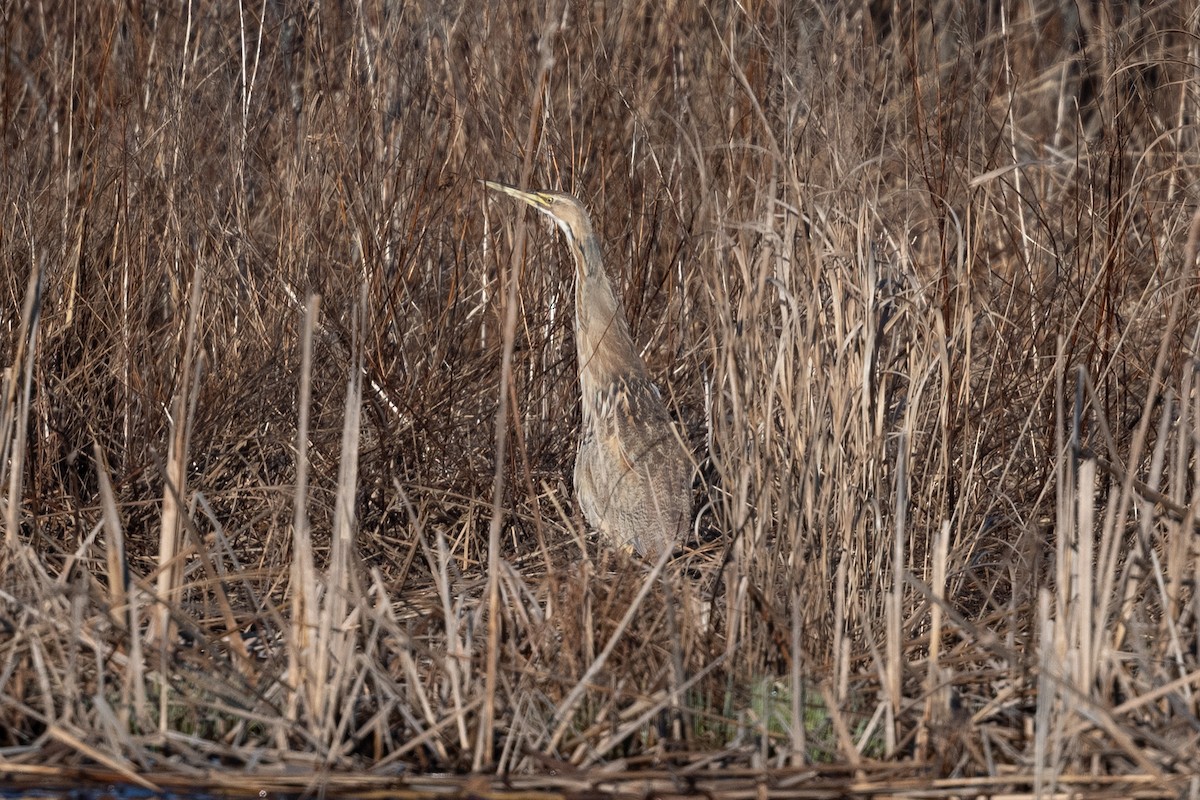 American Bittern - ML616151770