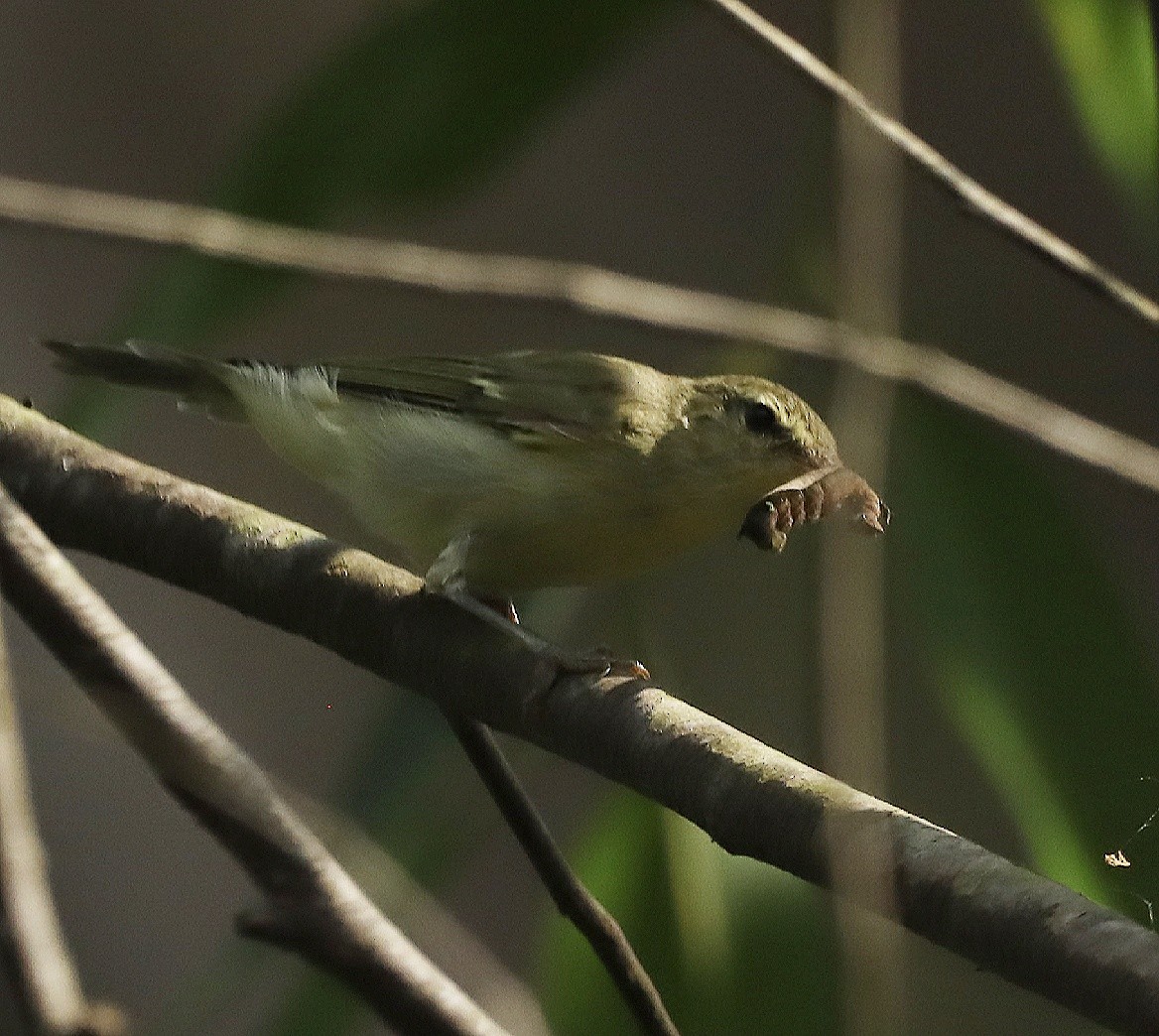 Greenish Warbler - PRABHAKAR GUJJARAPPA