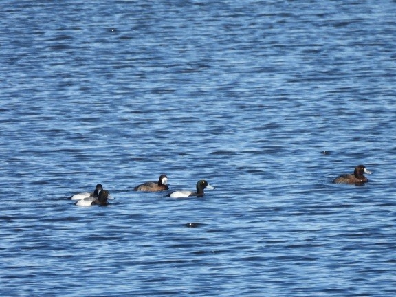 Greater Scaup - ML616151823