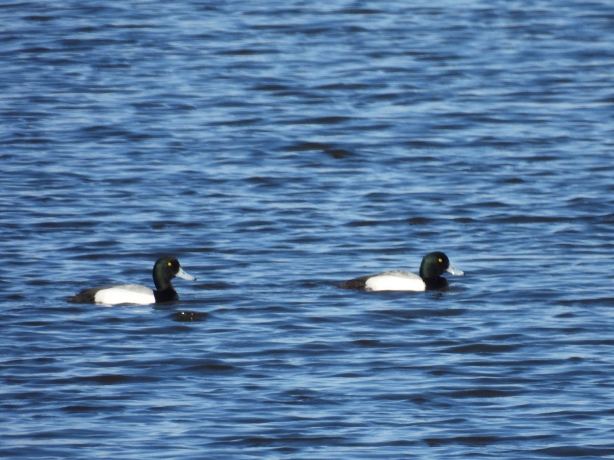 Greater Scaup - ML616151824