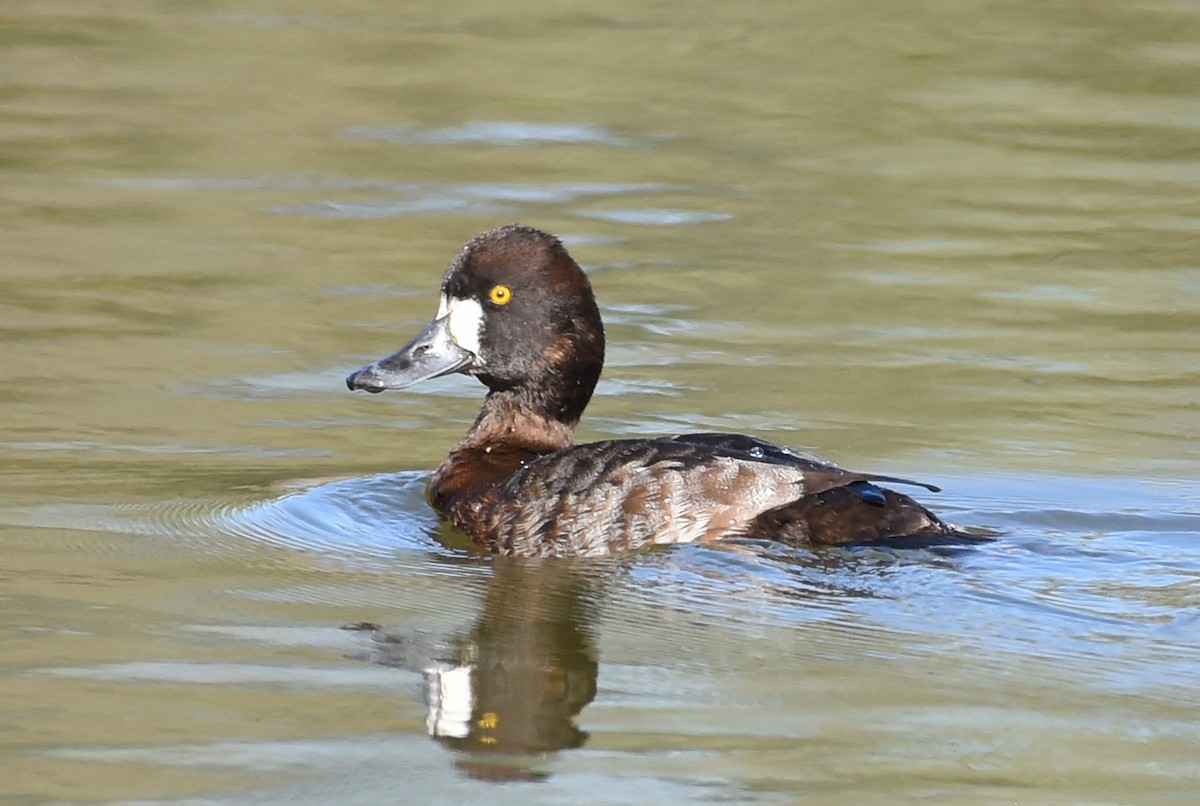 Lesser Scaup - ML616151882