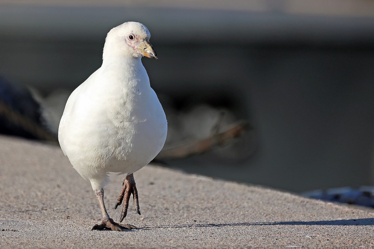 Snowy Sheathbill - ML616151892