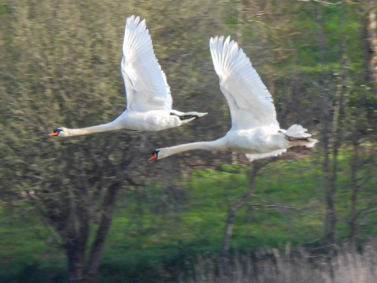 Mute Swan - ML616151955