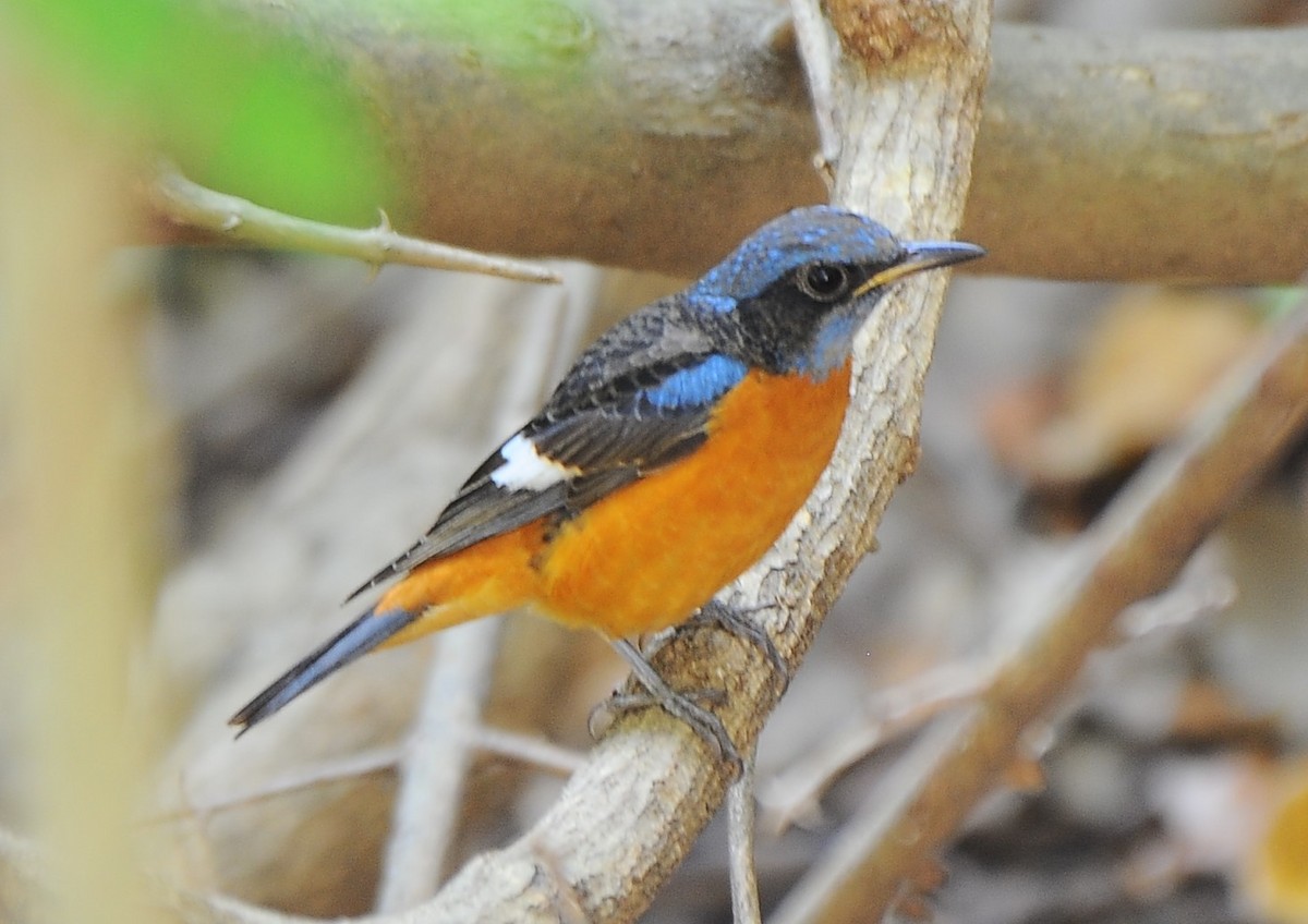 Blue-capped Rock-Thrush - JOE M RAJA