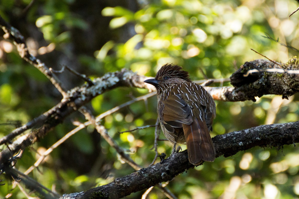 Striated Laughingthrush - ML616151968