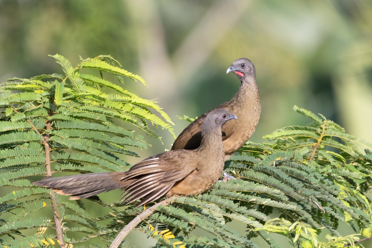 Plain Chachalaca - ML616151971