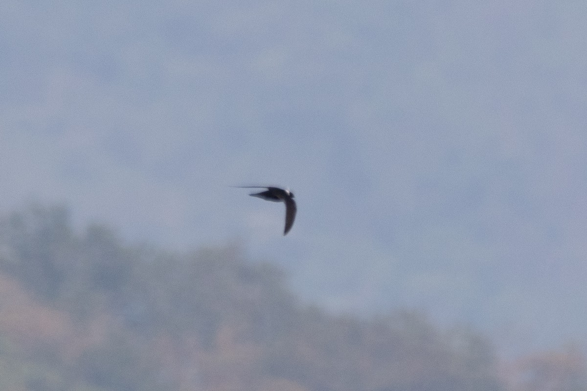 White-collared Swift - ML616151976