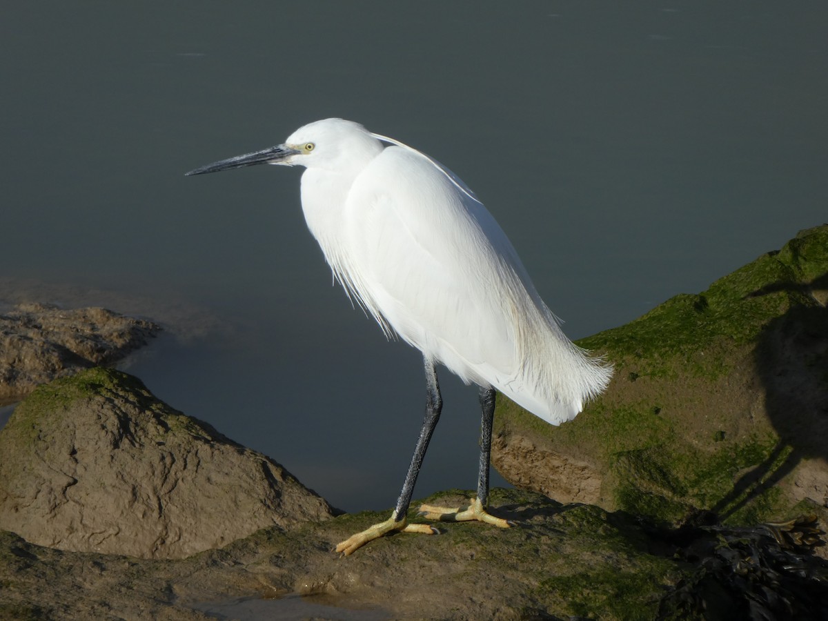 Aigrette garzette - ML616151991