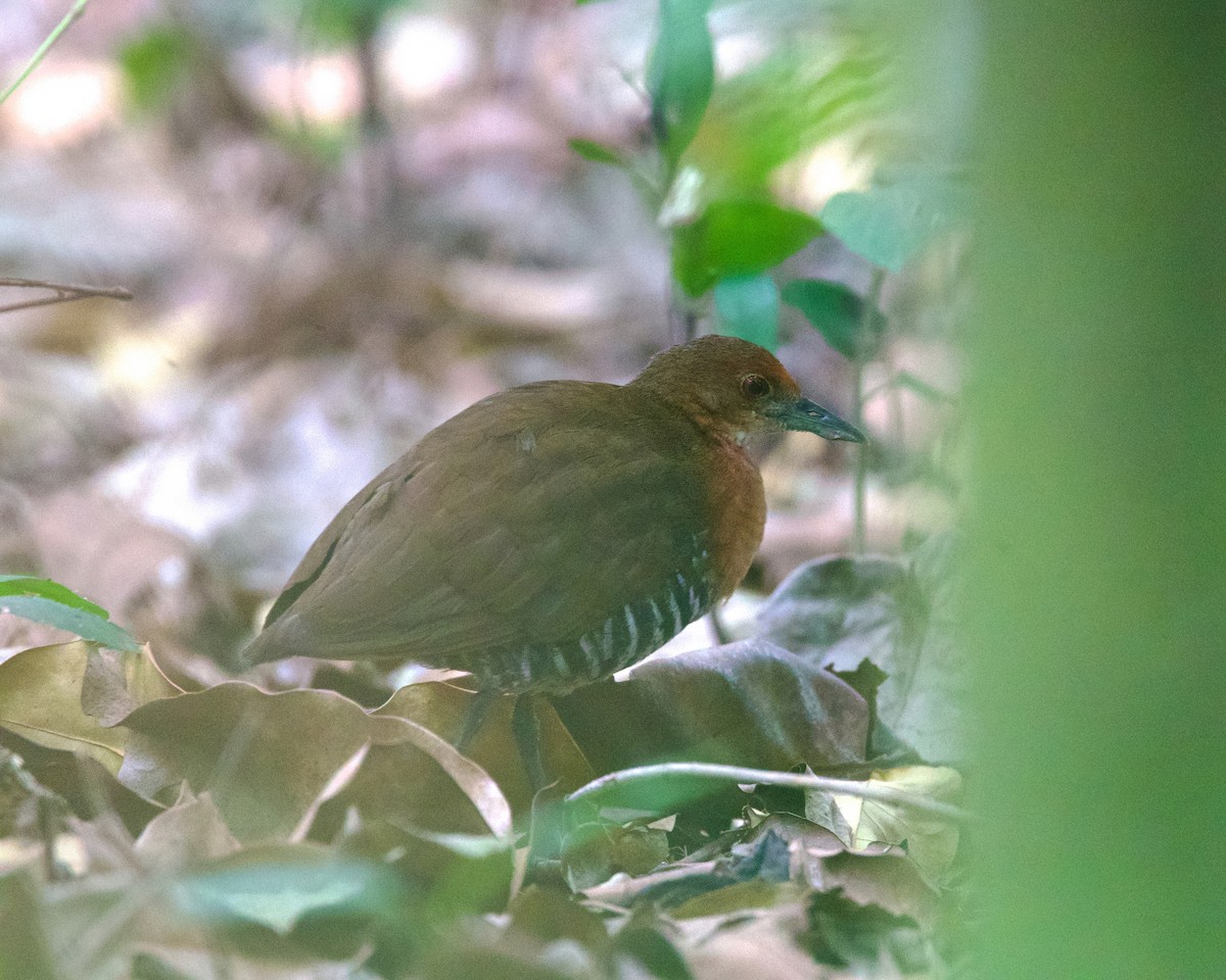 Slaty-legged Crake - ML616151998