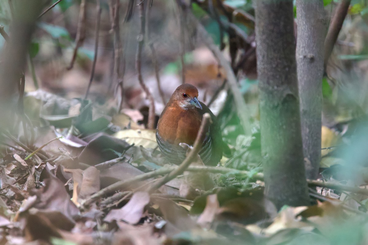 Slaty-legged Crake - ML616151999