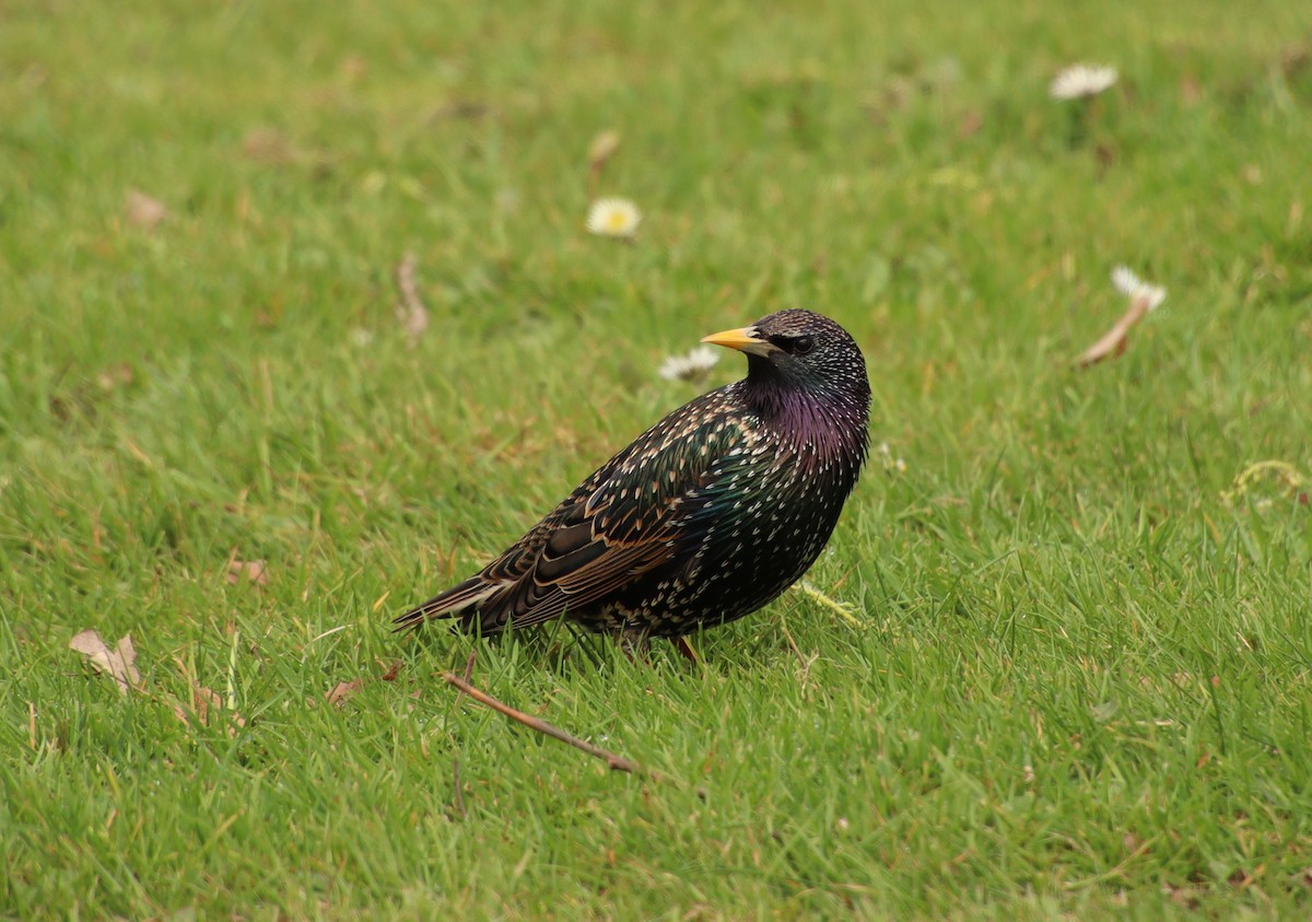 European Starling - ML616152014