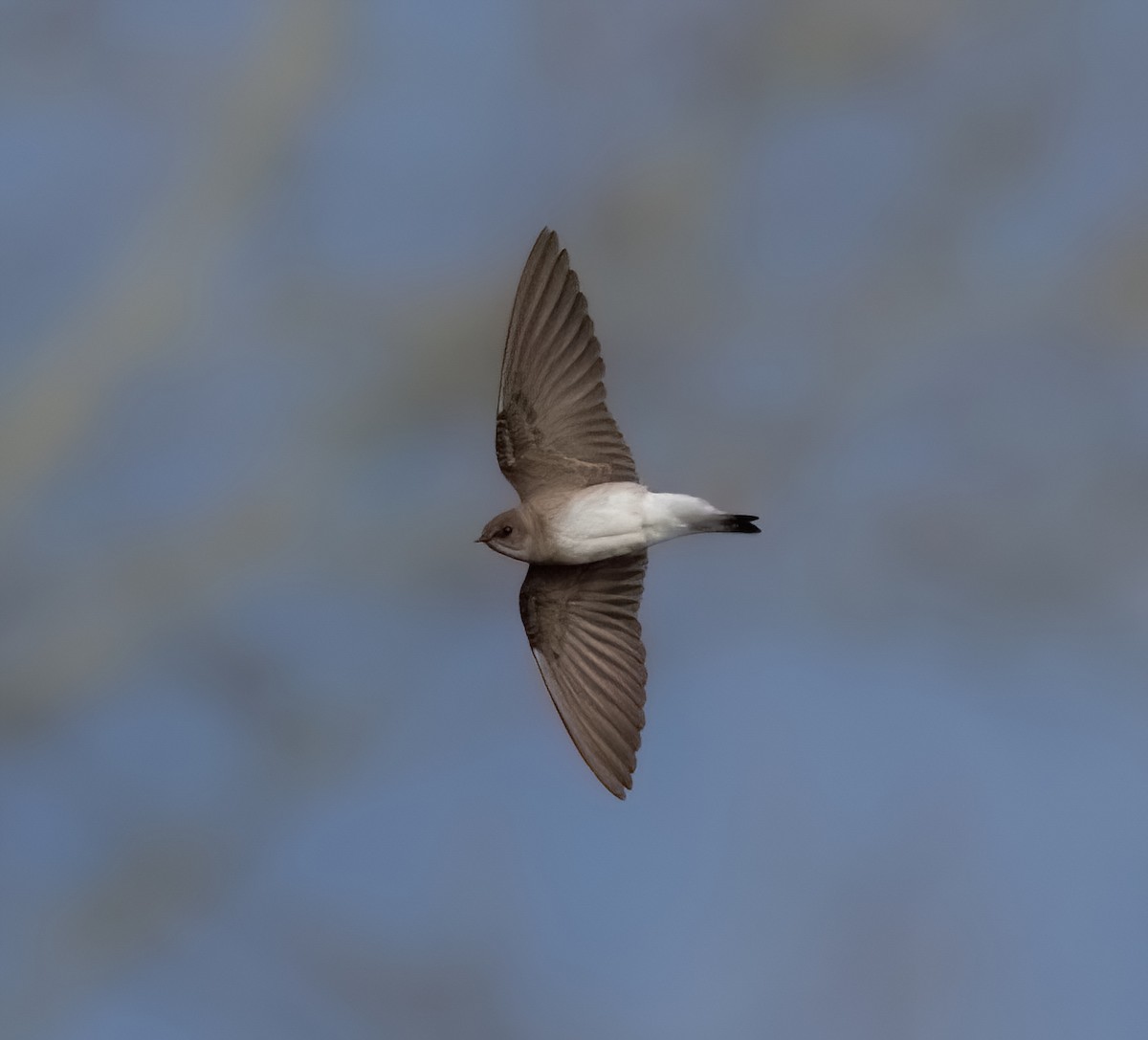 Northern Rough-winged Swallow - ML616152083