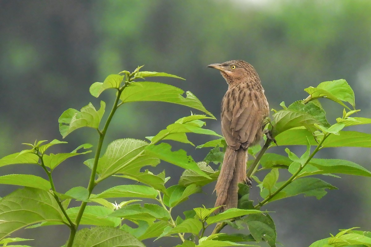 Striated Babbler - ML616152095