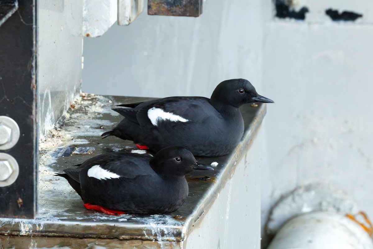 Pigeon Guillemot - Matt SM