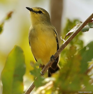 Rabicano del Orinoco (forma no descrita) - eBird