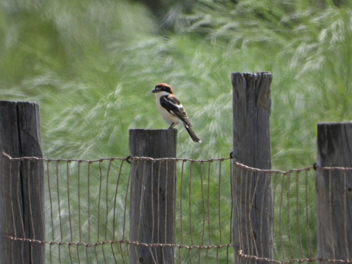 Woodchat Shrike - ML616152141