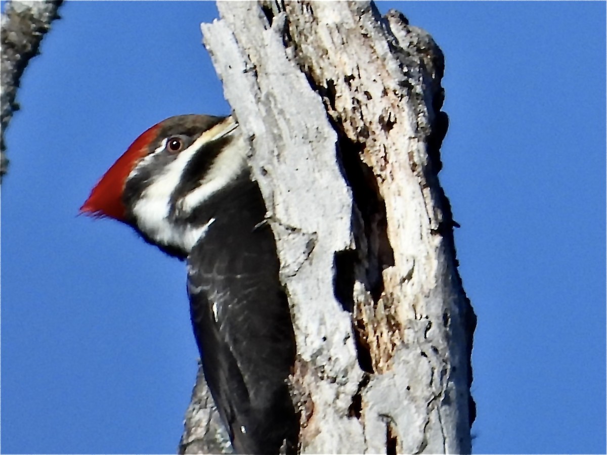 Pileated Woodpecker - Rita Christie
