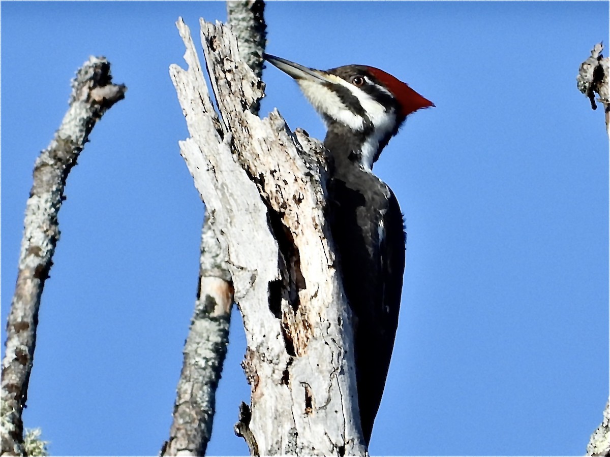 Pileated Woodpecker - ML616152307
