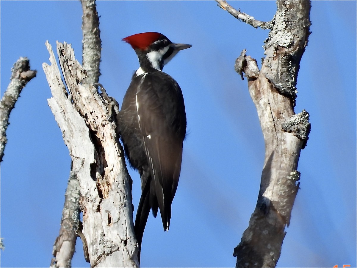 Pileated Woodpecker - ML616152308