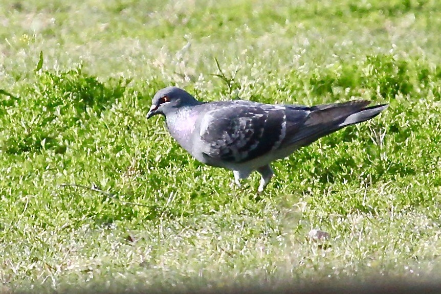 Rock Pigeon (Feral Pigeon) - ML616152380