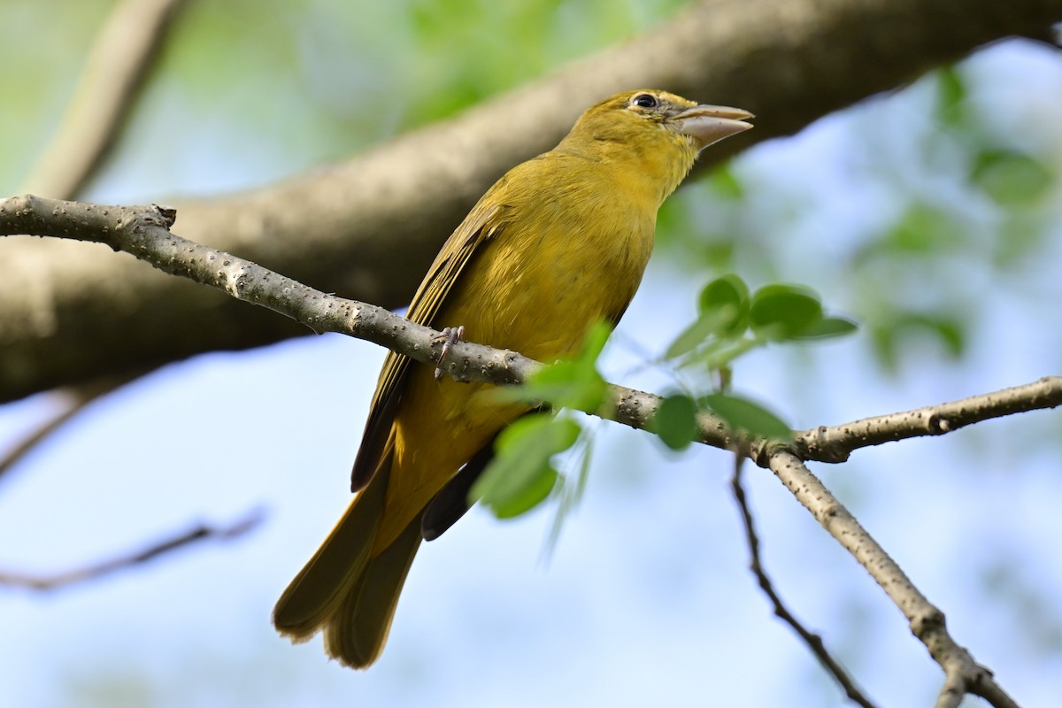 Summer Tanager - Anonymous