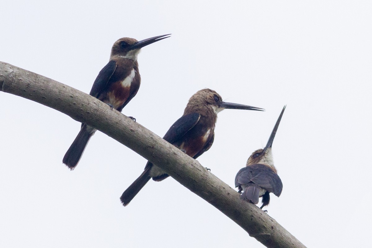 Pale-headed Jacamar - Oswaldo Hernández Sánchez