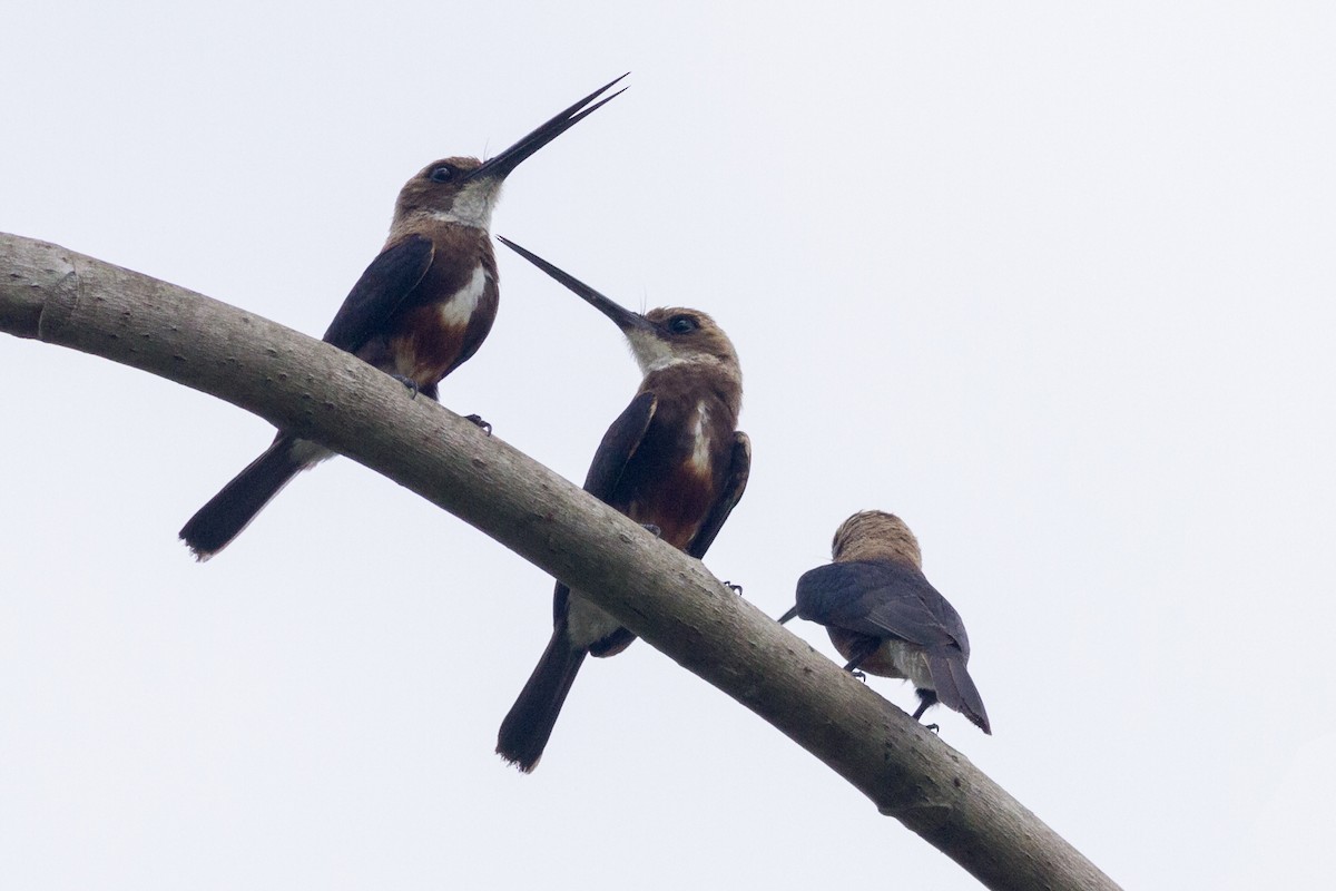 Pale-headed Jacamar - Oswaldo Hernández Sánchez