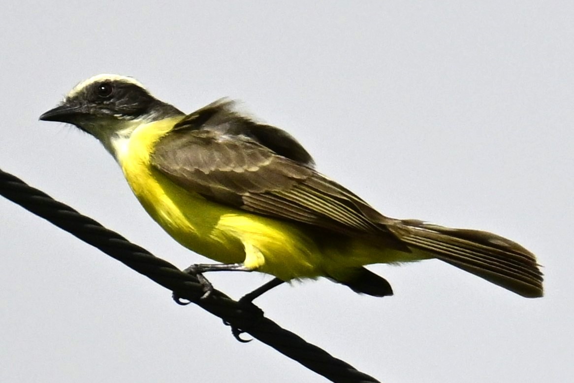 Social Flycatcher - ML616152437