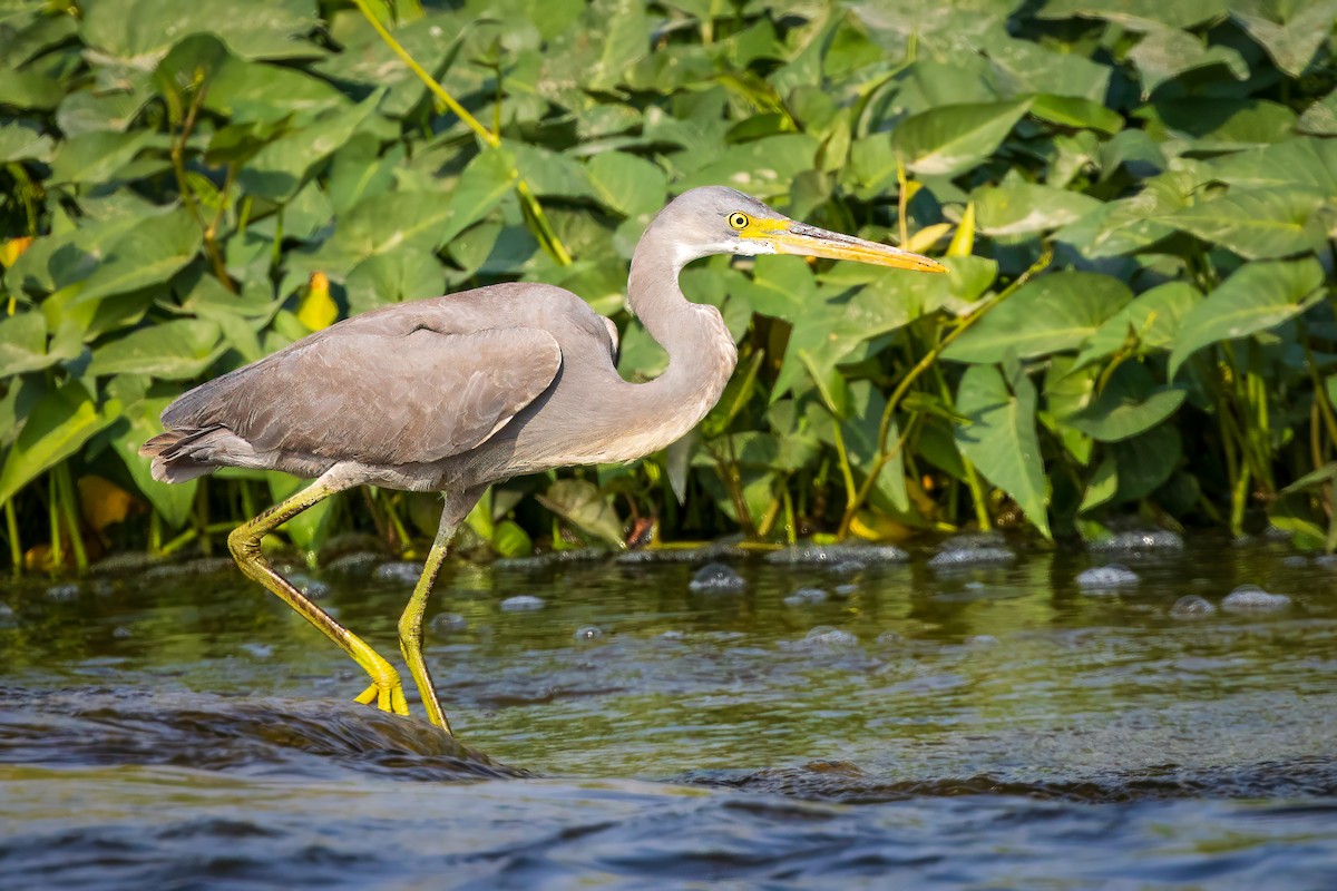 Western Reef-Heron - Michael Ortner