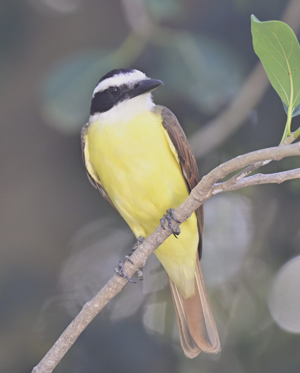 Great Kiskadee - ML616152469