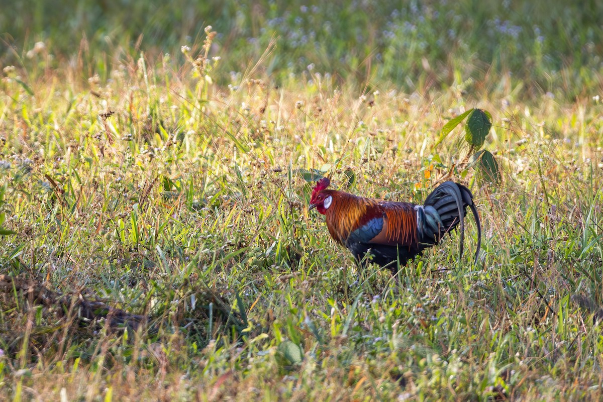 Red Junglefowl - Carolien Hoek