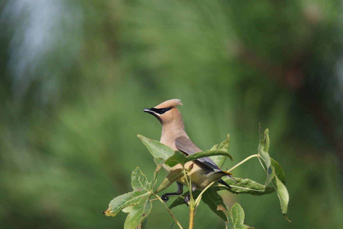 Cedar Waxwing - ML616152517