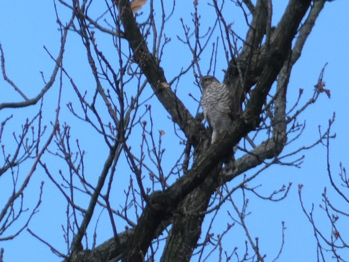 Eurasian Sparrowhawk - Frederik Albrecht