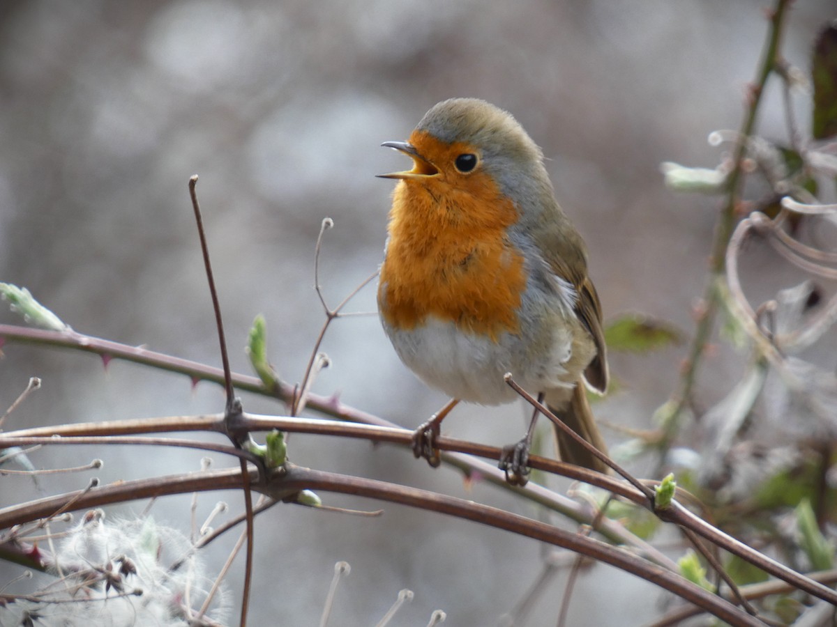 European Robin - ML616152522