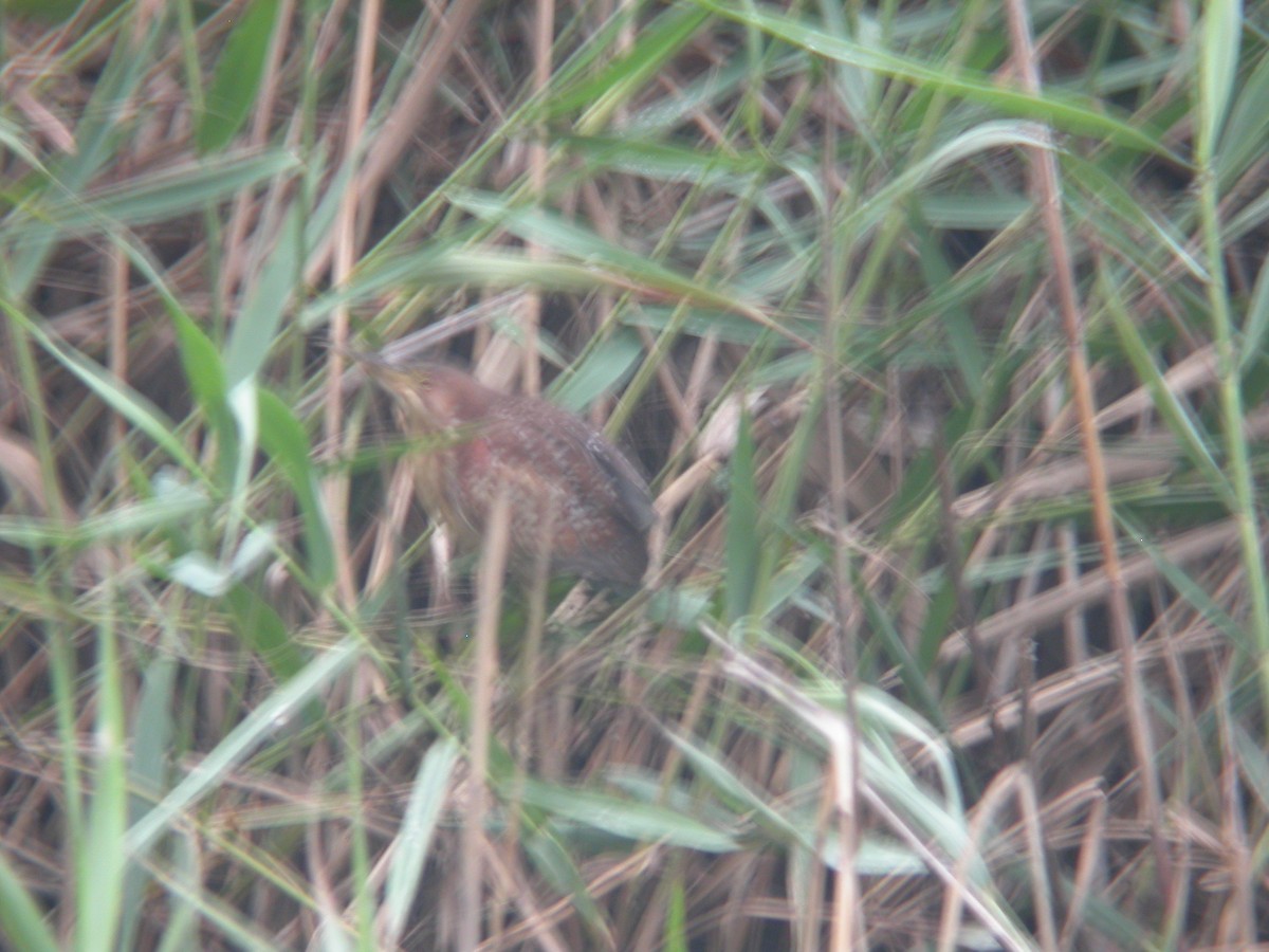 Schrenck's Bittern - Adrian Boyle