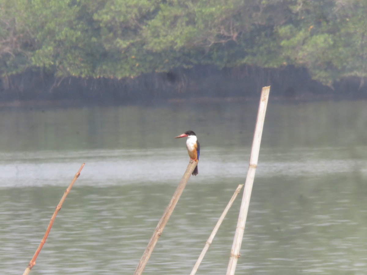Black-capped Kingfisher - paresh gosavi