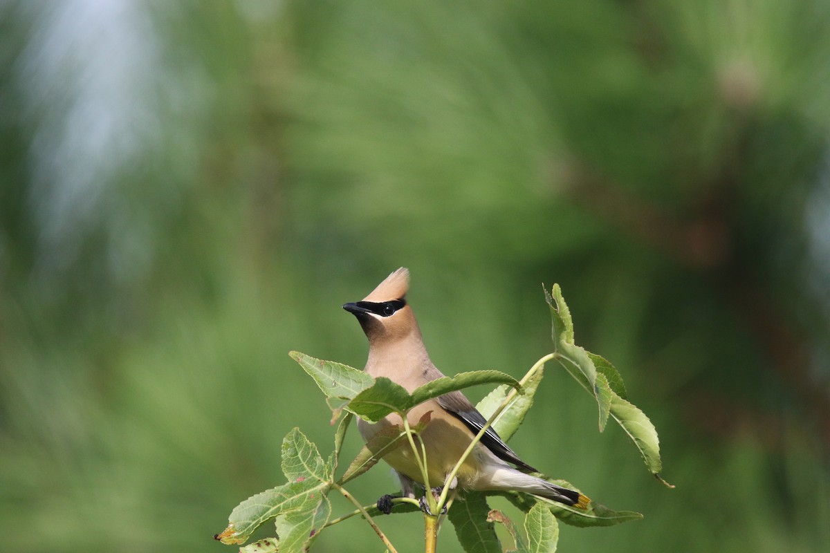 Cedar Waxwing - ML616152581