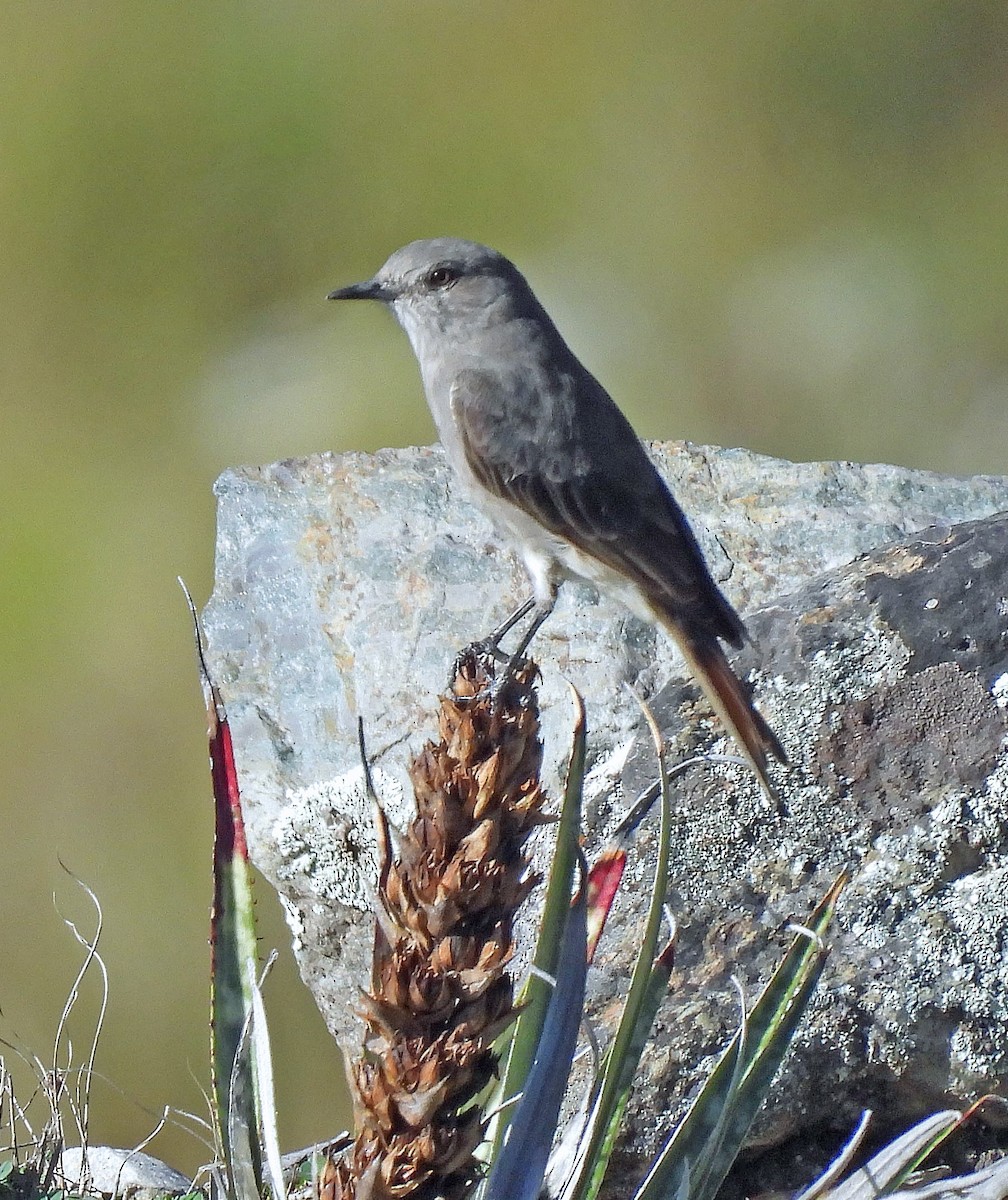 Rufous-webbed Bush-Tyrant - Hugo Hulsberg