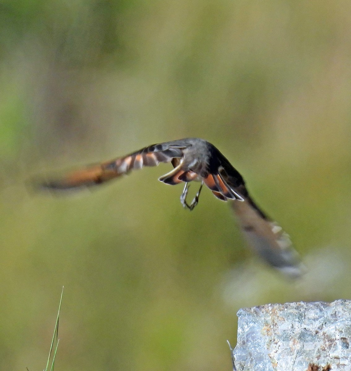 Rufous-webbed Bush-Tyrant - Hugo Hulsberg