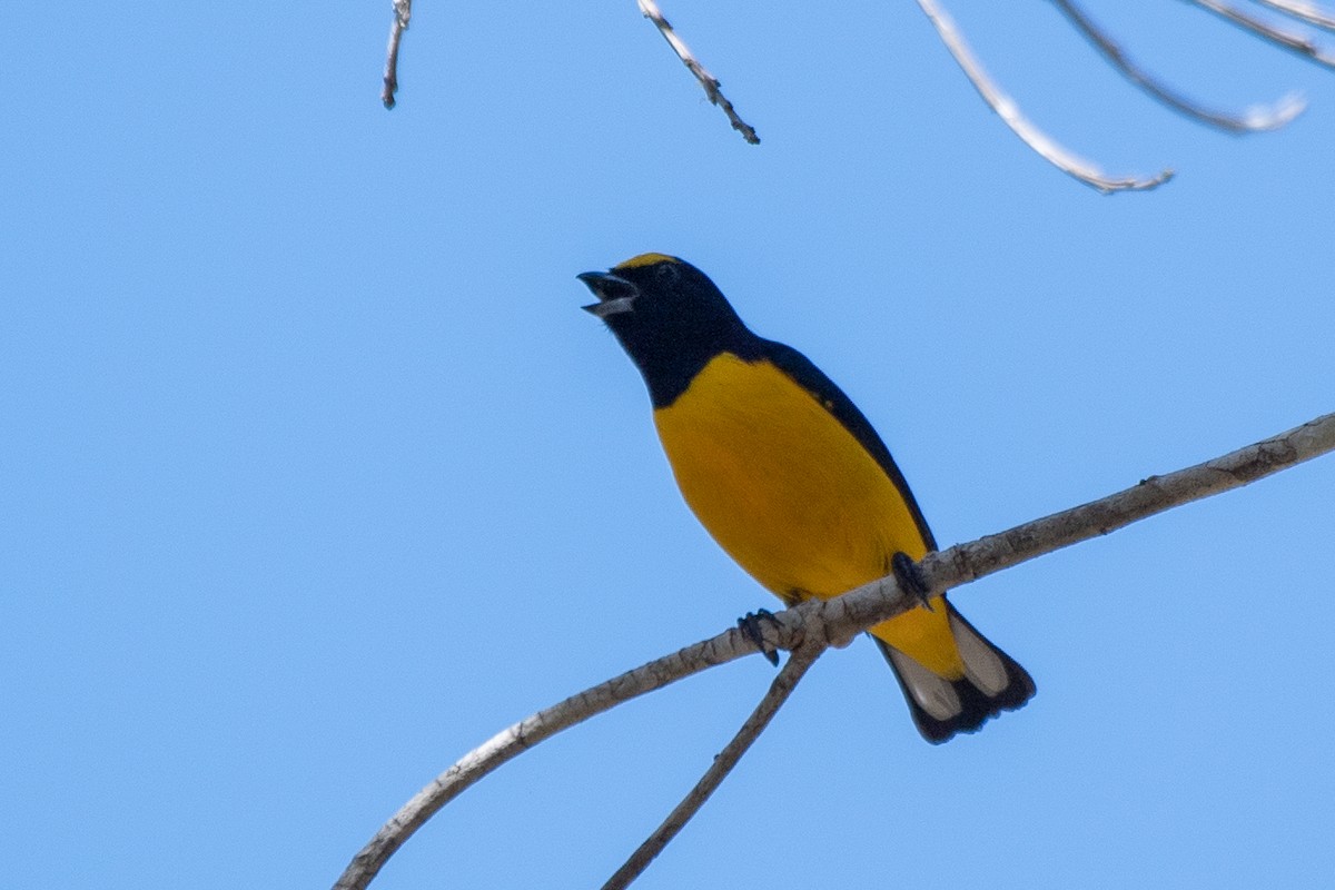 Scrub Euphonia - ML616152676