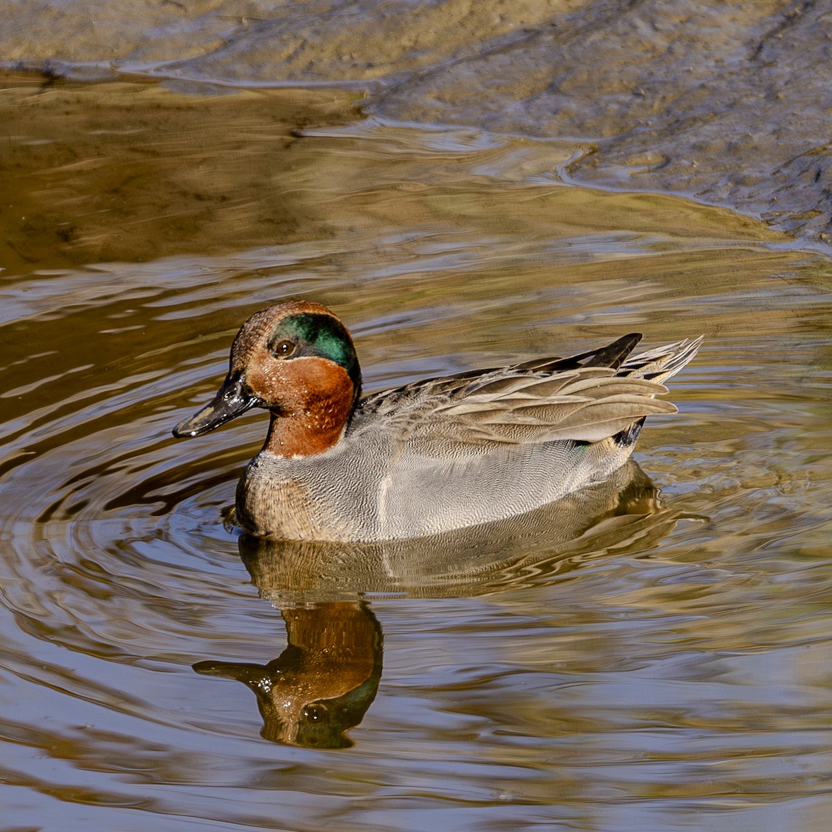 Green-winged Teal - ML616152745