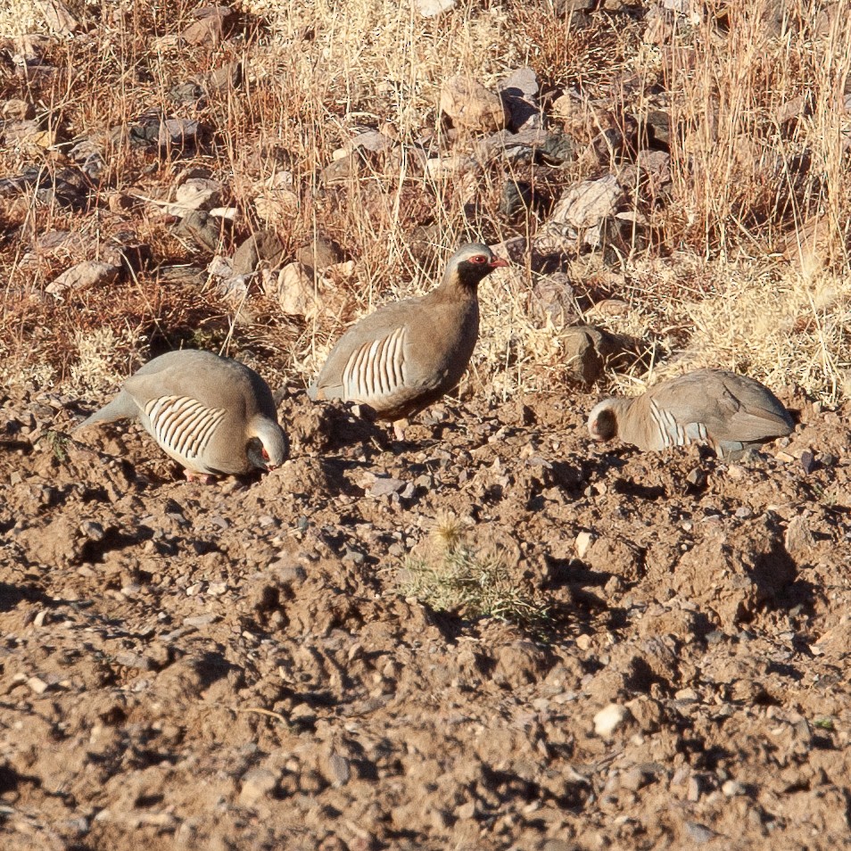 Perdiz Gorjinegra - ML616152747