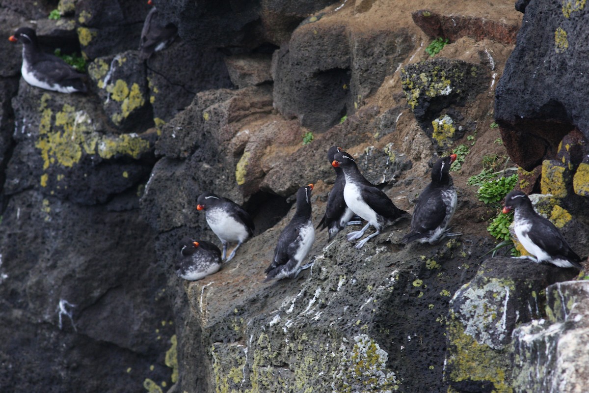 Parakeet Auklet - Jane Sender